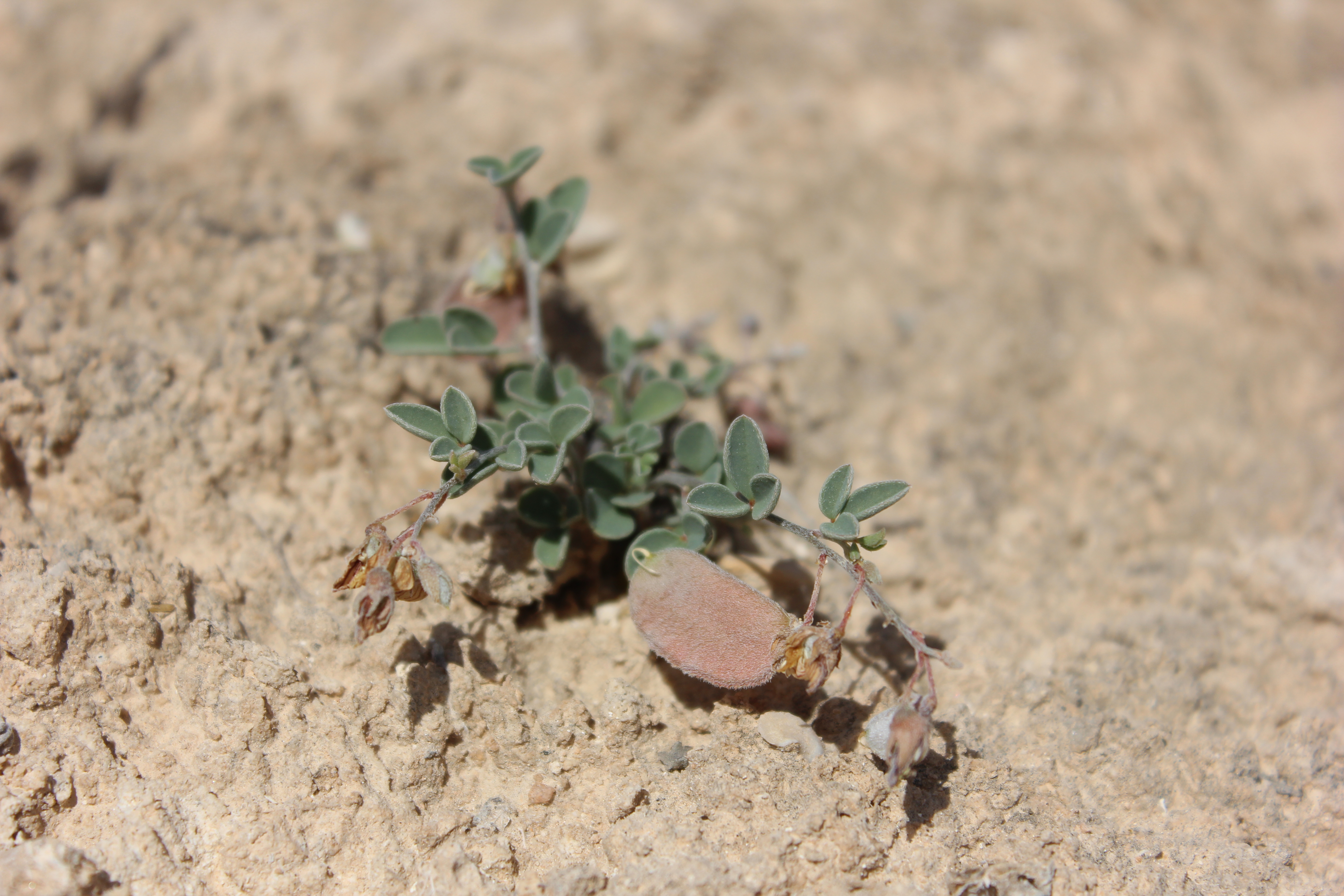 Plant Image